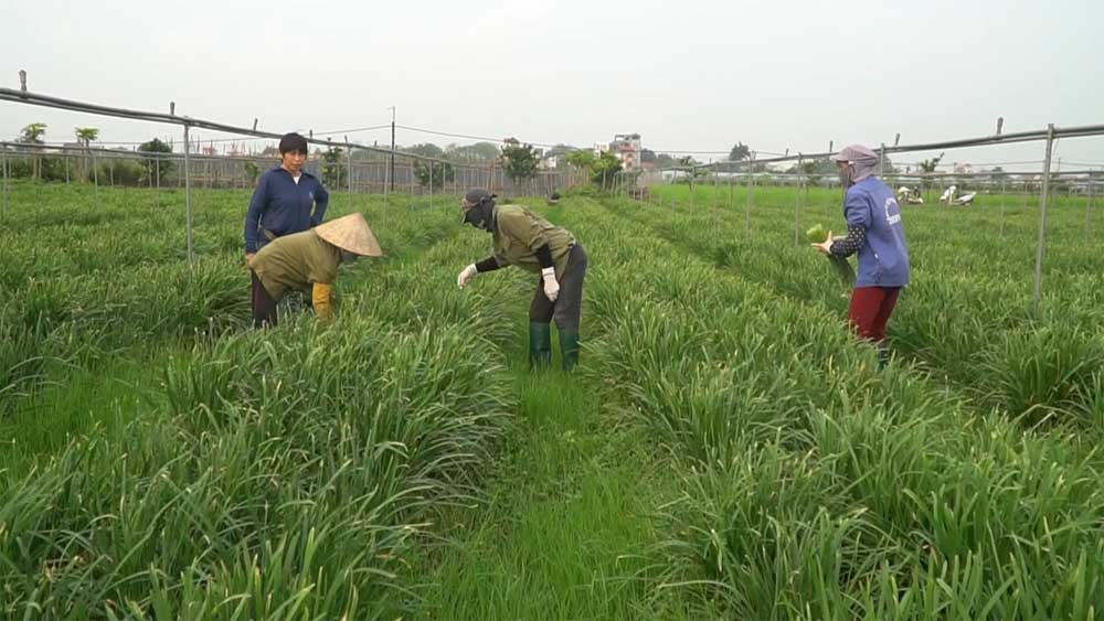 Mô hình rau hữu cơ sạch tới mức có thể ăn ngay tại ruộng