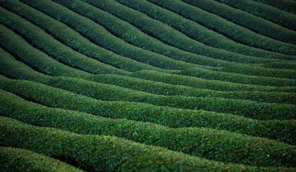 {keywords} {keywords}