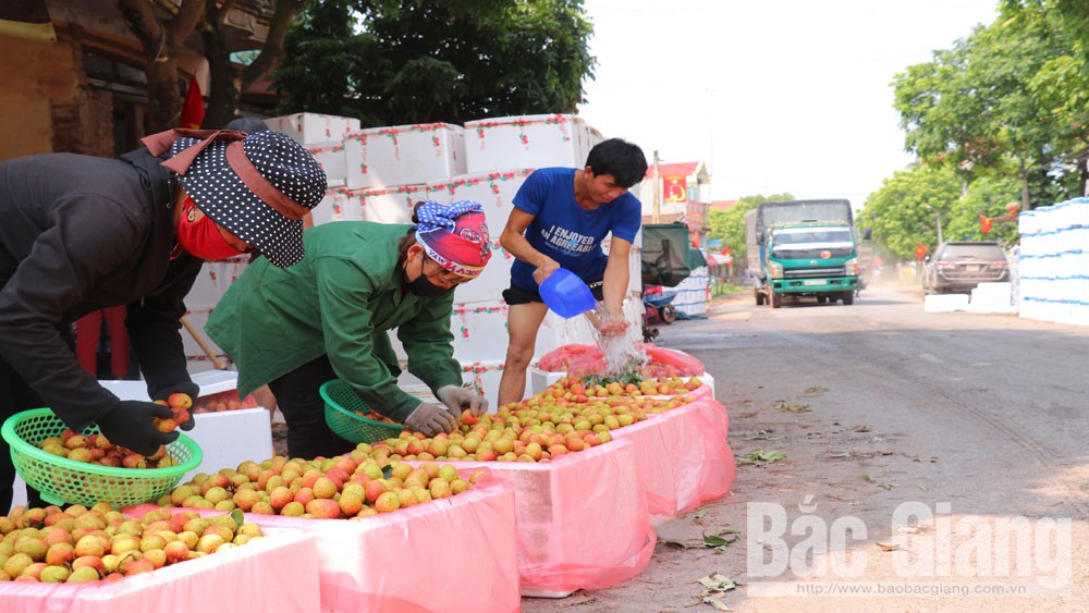 Vải sớm Phúc Hòa: Chất lượng nâng lên, tiêu thụ thuận lợi