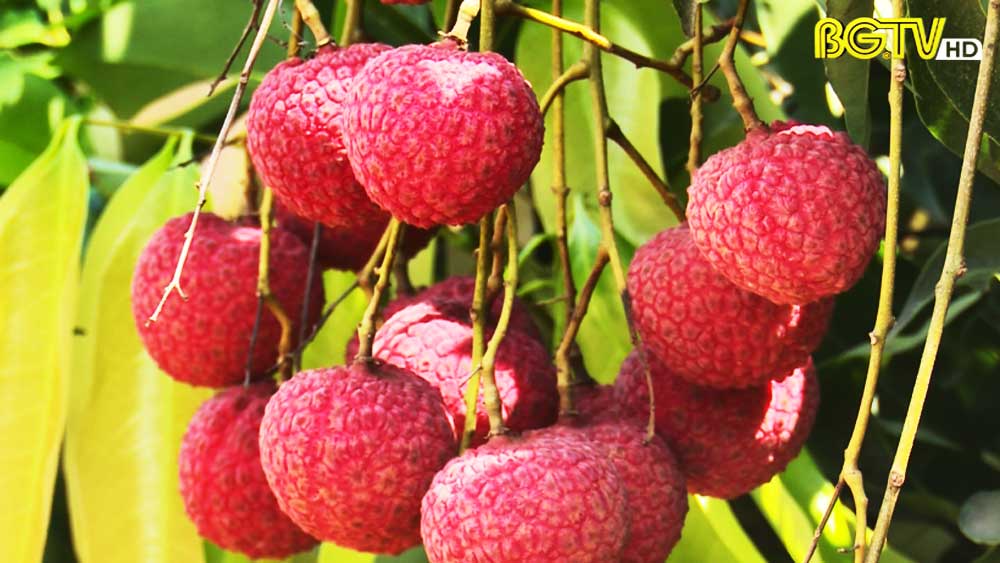 Khơi thông thị trường nội địa tiêu thụ vải thiều