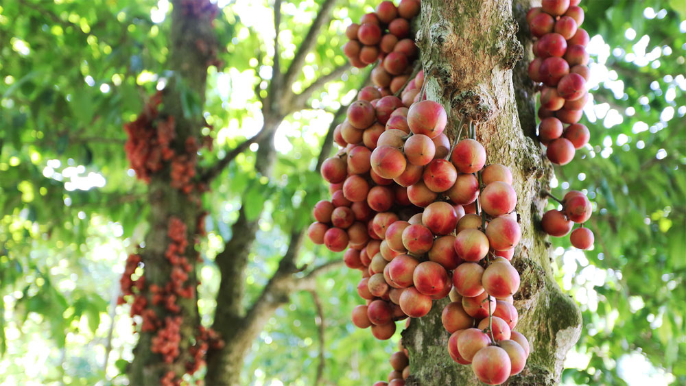 Central Vietnam district turns red with ripening Burmese grapes