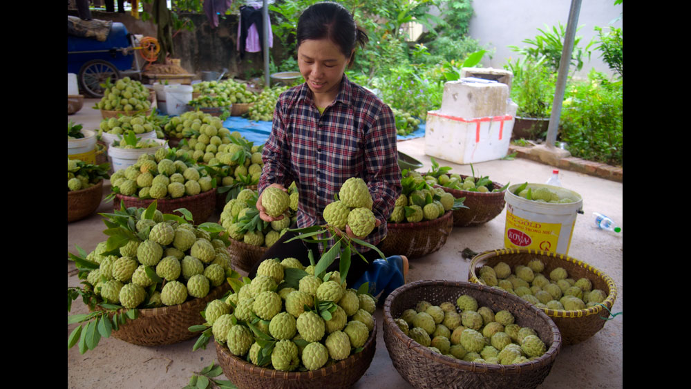 Niềm vui được mùa