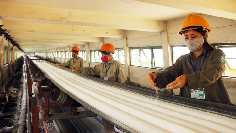 Dòng đạm trắng cho mùa vàng bội thu