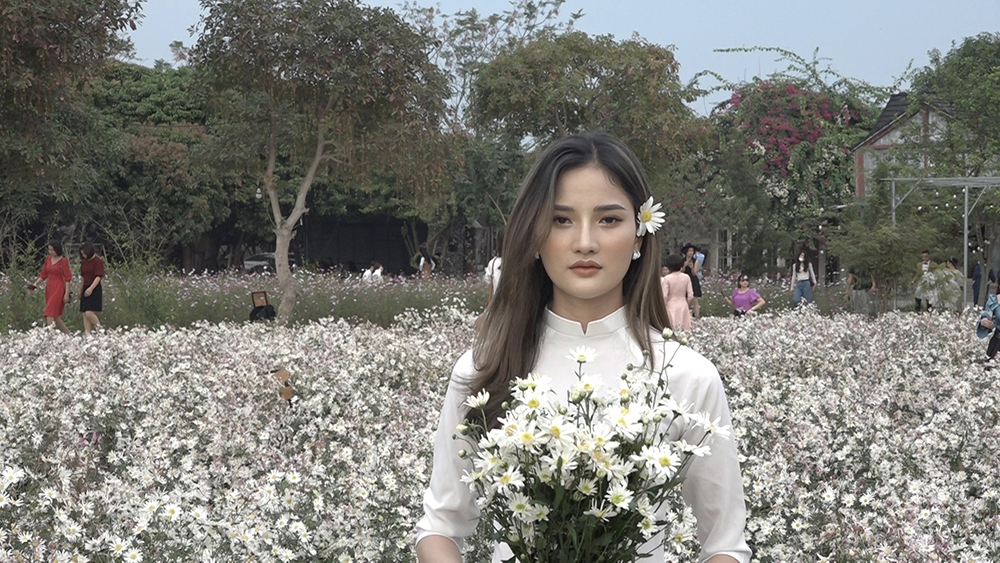 Bắc Giang: Rộn ràng cúc họa mi