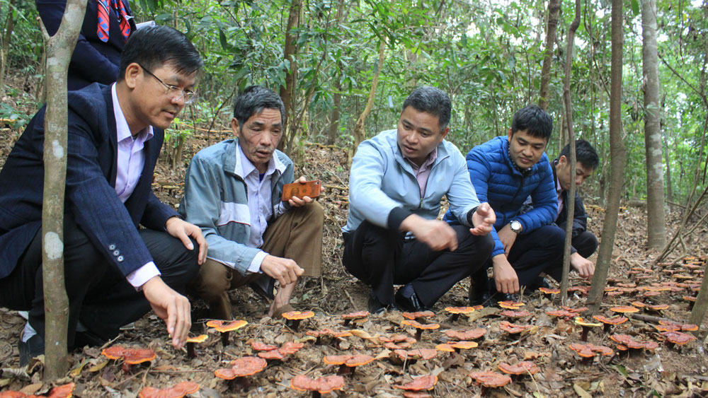 Sản xuất nấm lim xanh tại Sơn Động: Khai thác lợi thế từ rừng