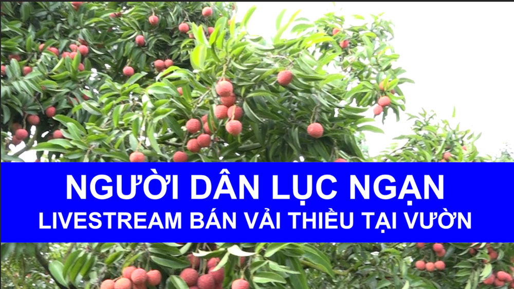 Người dân Lục Ngạn Livestream bán vải thiều tại vườn