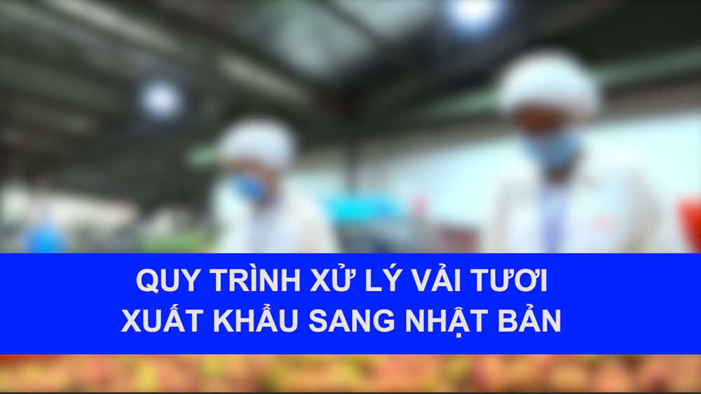 Quy trình xử lý vải tươi xuất khẩu sang Nhật Bản