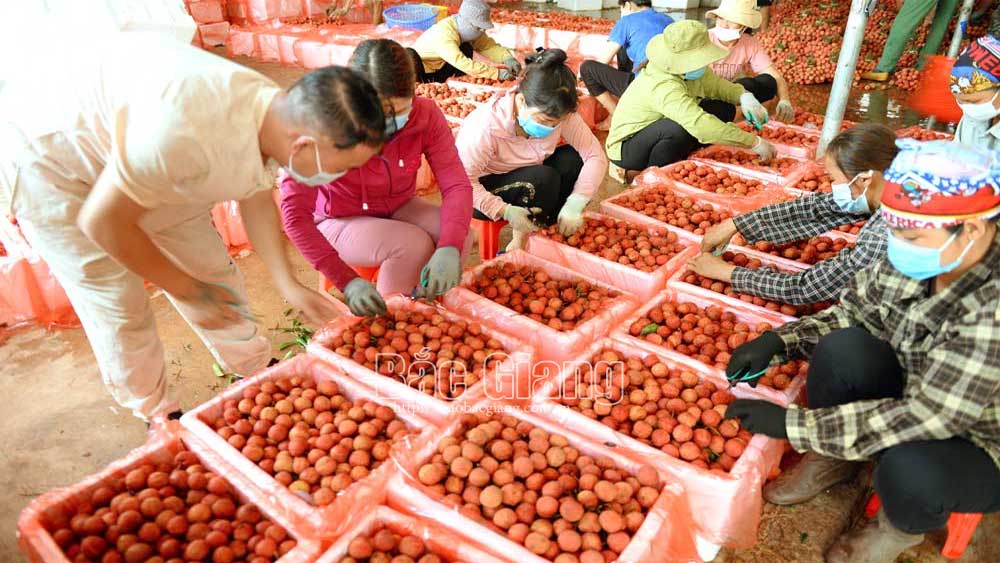 Những lý do giúp vải thiều Bắc Giang tiêu thụ tốt trong 'bão' Covid-19