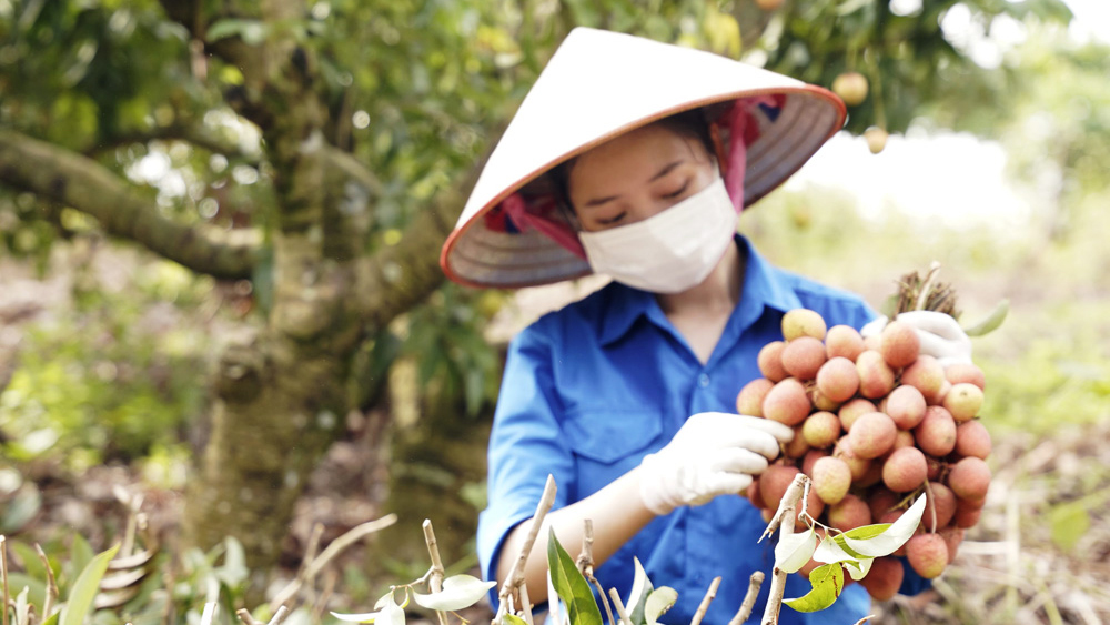 Vải đỏ, áo xanh, nhiệt thành tuổi trẻ