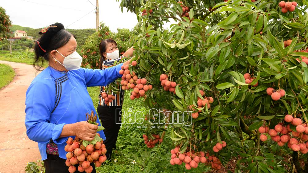 Lục Ngạn: Vụ vải kết thúc sớm hơn, tiêu thụ thuận lợi