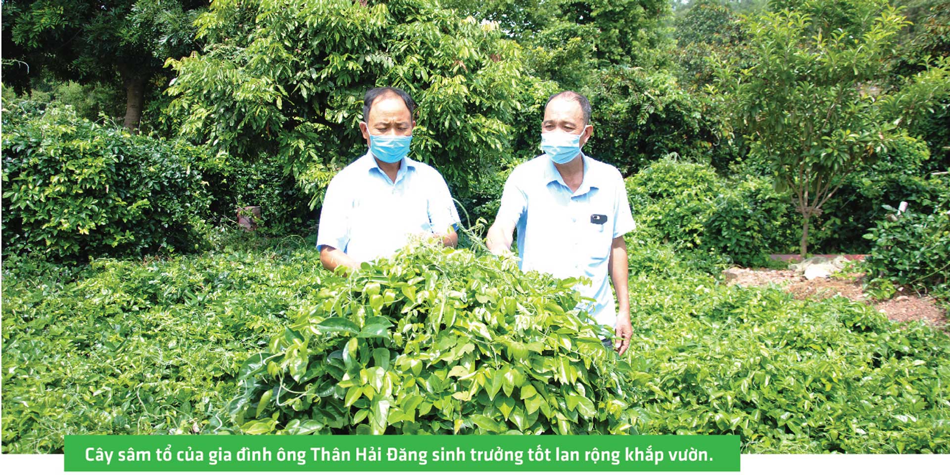 sâm nam núi dành, báu vật núi dành, sâm nam núi dành chỉ dẫn địa lý, bảo hộ sâm nam núi dành, sâm tân yên sâm nam núi dành, báu vật núi dành, sâm nam núi dành chỉ dẫn địa lý, bảo hộ sâm nam núi dành, sâm tân yên