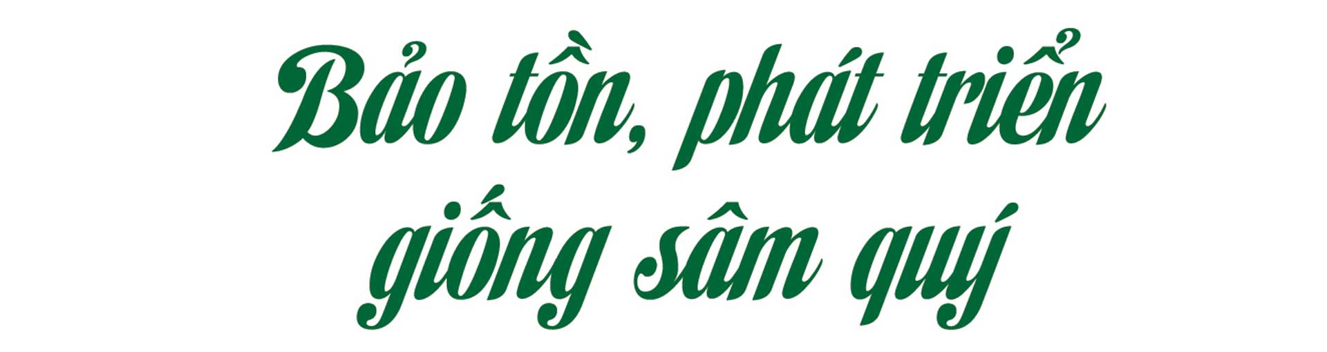 sâm nam núi dành, báu vật núi dành, sâm nam núi dành chỉ dẫn địa lý, bảo hộ sâm nam núi dành, sâm tân yên sâm nam núi dành, báu vật núi dành, sâm nam núi dành chỉ dẫn địa lý, bảo hộ sâm nam núi dành, sâm tân yên