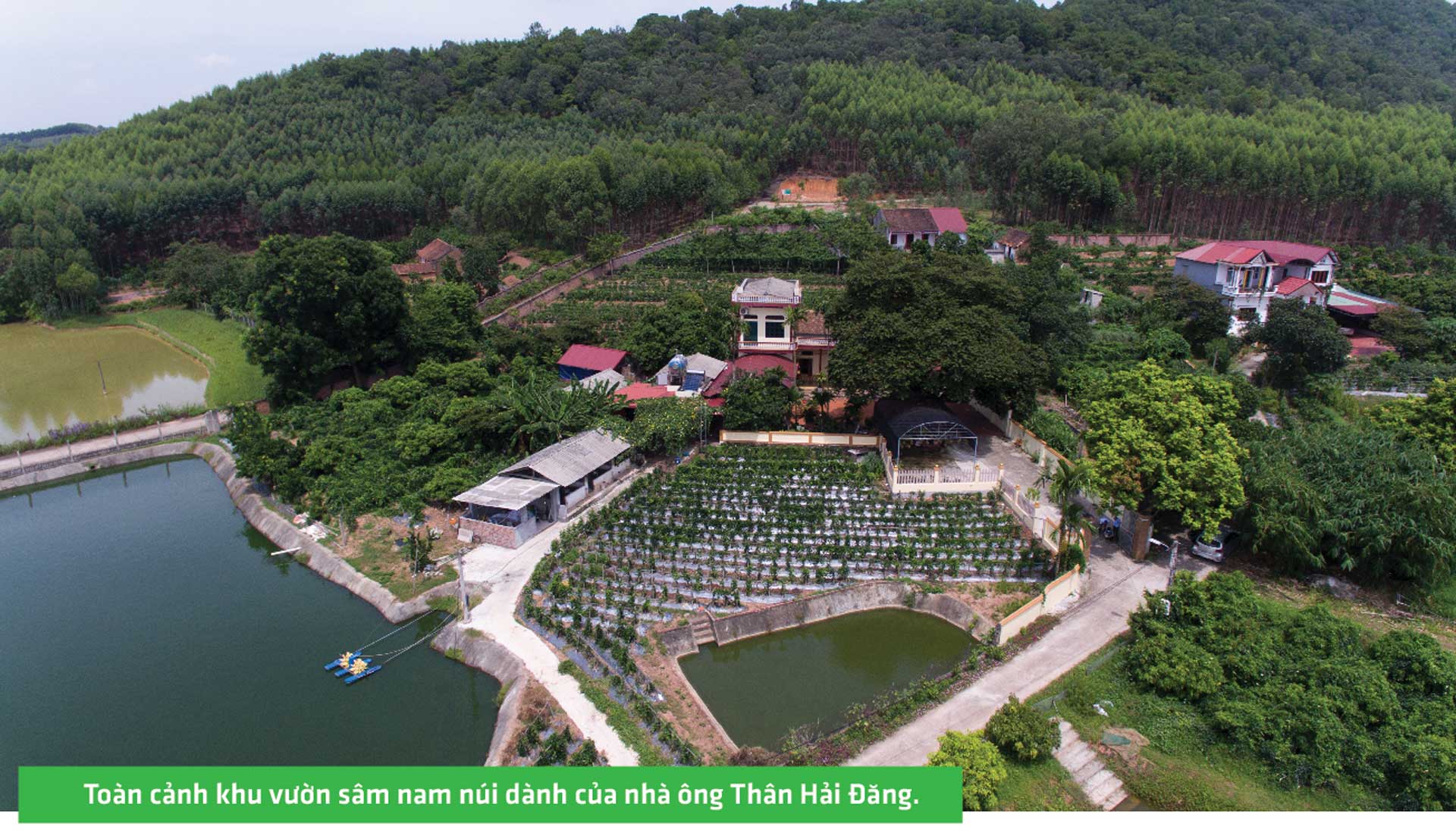 sâm nam núi dành, báu vật núi dành, sâm nam núi dành chỉ dẫn địa lý, bảo hộ sâm nam núi dành, sâm tân yên sâm nam núi dành, báu vật núi dành, sâm nam núi dành chỉ dẫn địa lý, bảo hộ sâm nam núi dành, sâm tân yên