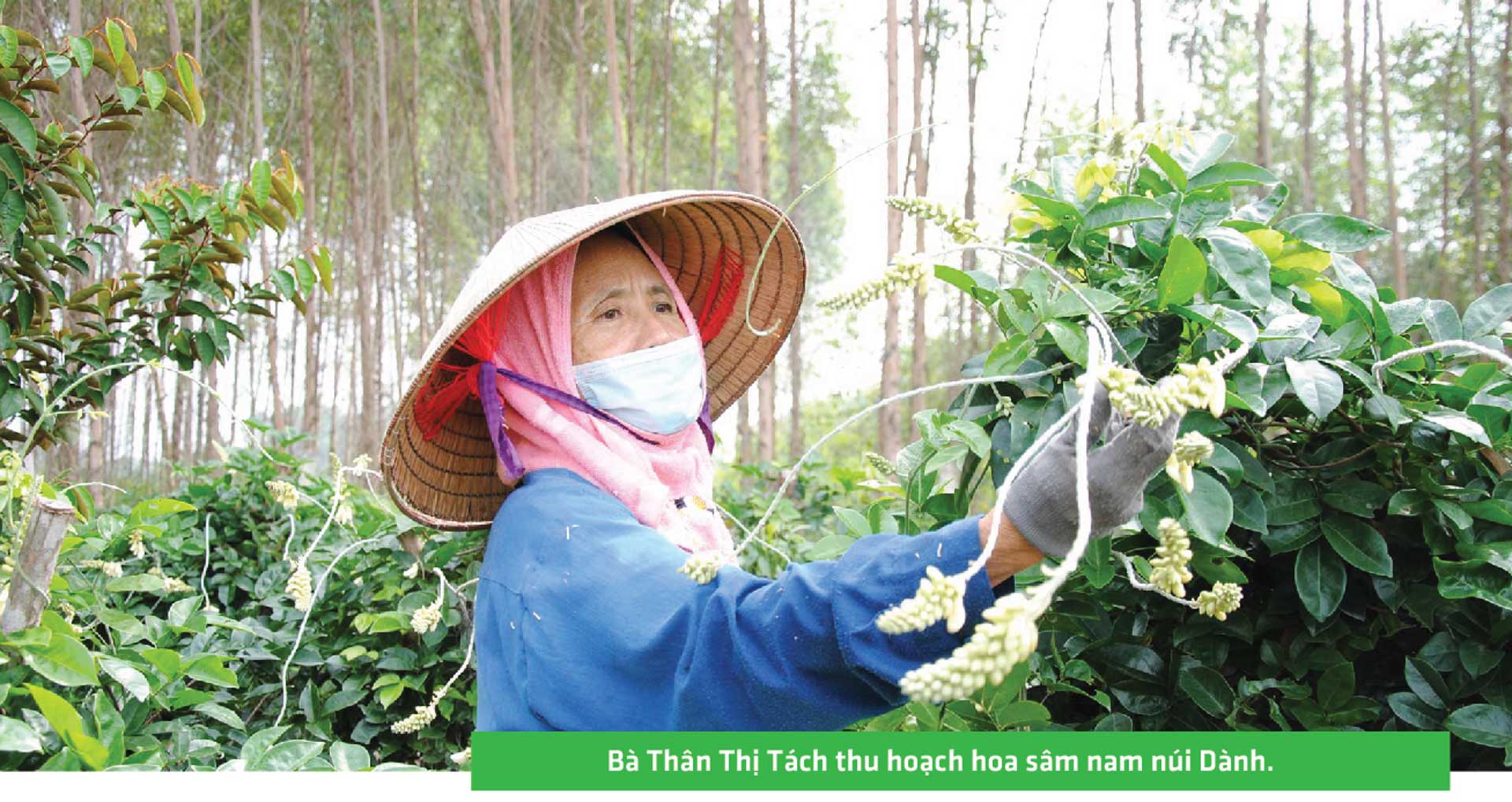 sâm nam núi dành, báu vật núi dành, sâm nam núi dành chỉ dẫn địa lý, bảo hộ sâm nam núi dành, sâm tân yên sâm nam núi dành, báu vật núi dành, sâm nam núi dành chỉ dẫn địa lý, bảo hộ sâm nam núi dành, sâm tân yên