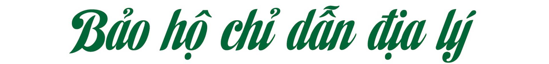 sâm nam núi dành, báu vật núi dành, sâm nam núi dành chỉ dẫn địa lý, bảo hộ sâm nam núi dành, sâm tân yên sâm nam núi dành, báu vật núi dành, sâm nam núi dành chỉ dẫn địa lý, bảo hộ sâm nam núi dành, sâm tân yên