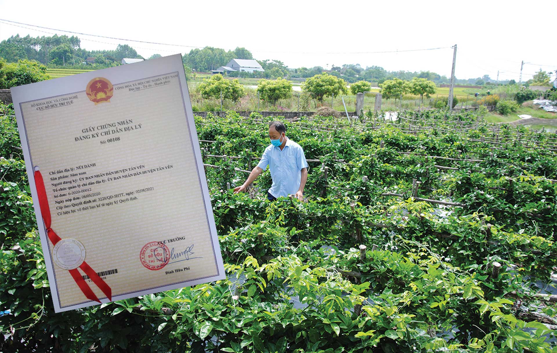 sâm nam núi dành, báu vật núi dành, sâm nam núi dành chỉ dẫn địa lý, bảo hộ sâm nam núi dành, sâm tân yên sâm nam núi dành, báu vật núi dành, sâm nam núi dành chỉ dẫn địa lý, bảo hộ sâm nam núi dành, sâm tân yên