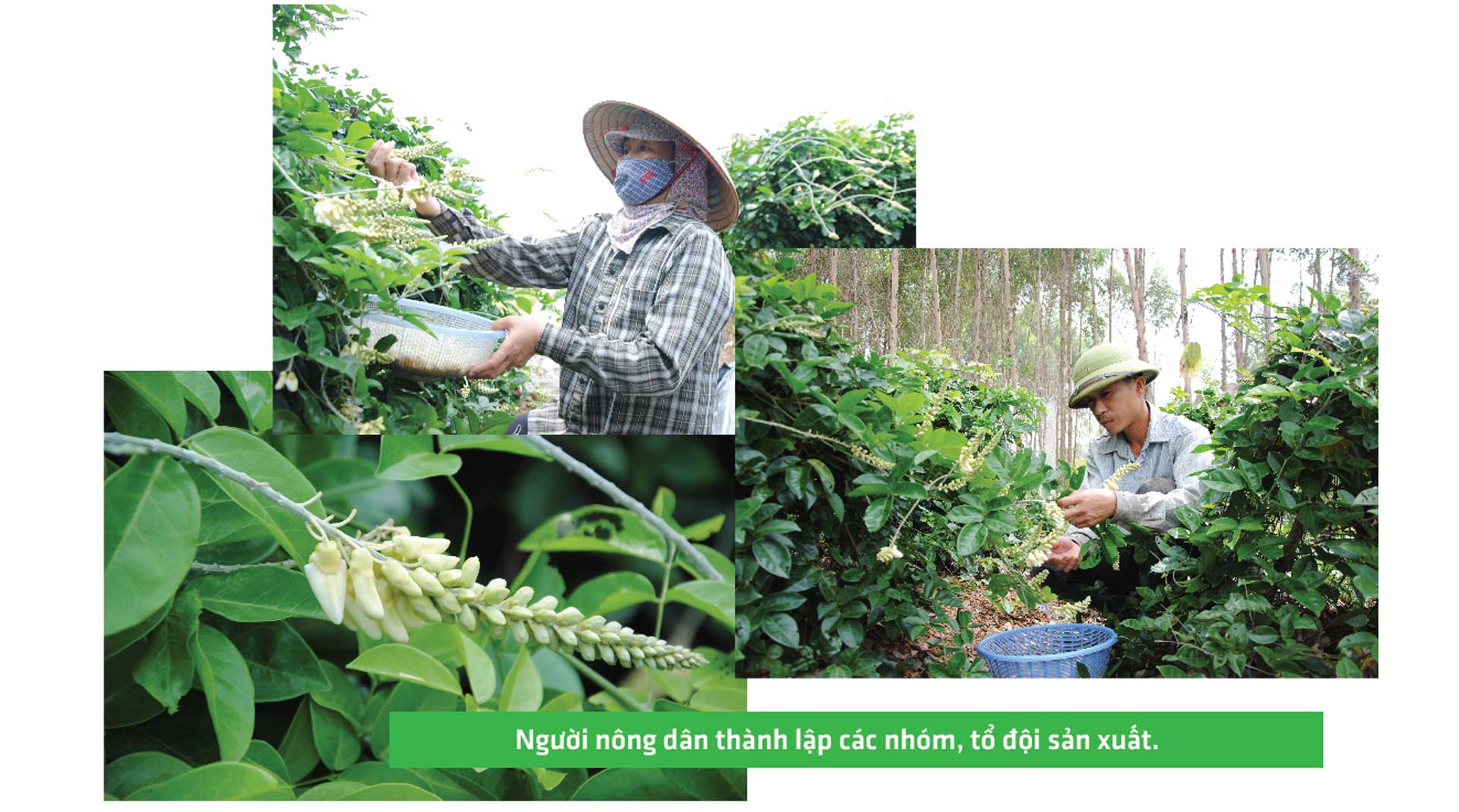 sâm nam núi dành, báu vật núi dành, sâm nam núi dành chỉ dẫn địa lý, bảo hộ sâm nam núi dành, sâm tân yên sâm nam núi dành, báu vật núi dành, sâm nam núi dành chỉ dẫn địa lý, bảo hộ sâm nam núi dành, sâm tân yên