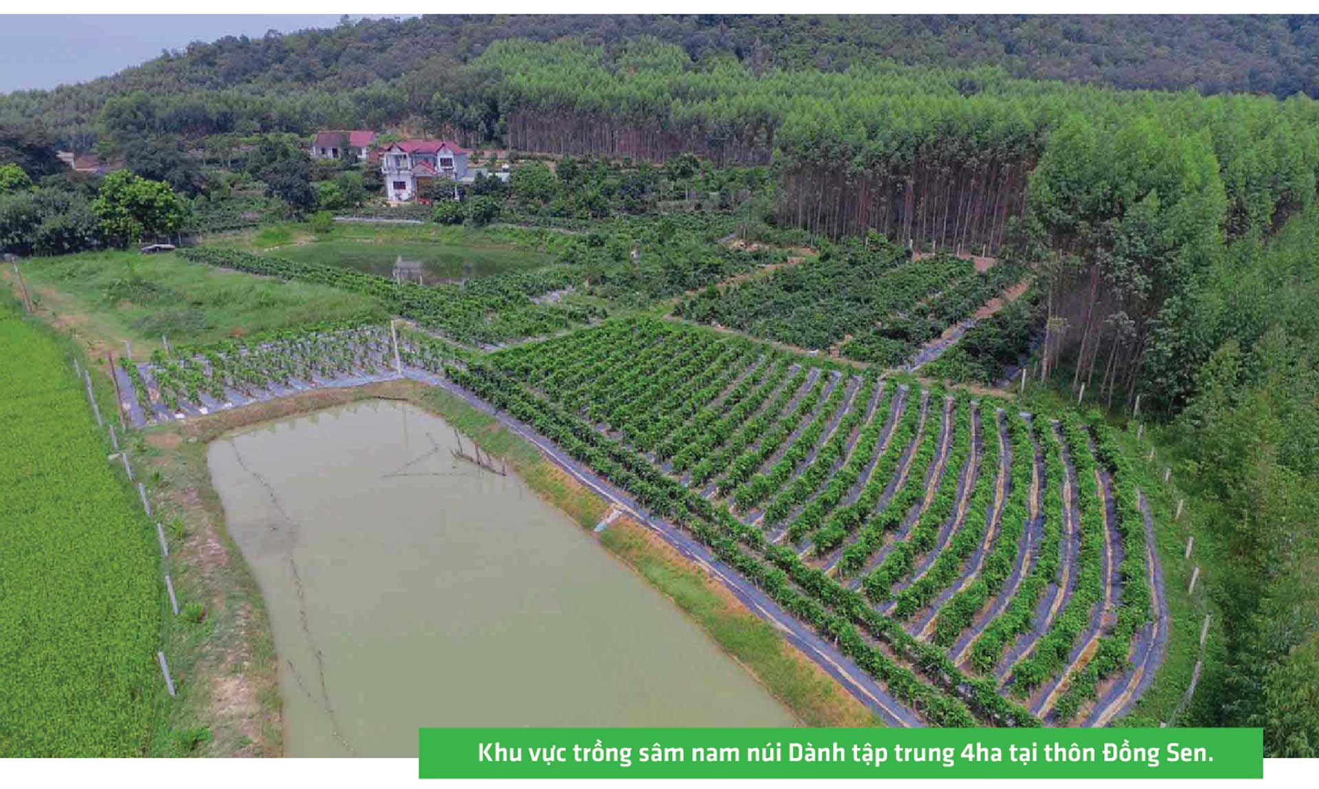 sâm nam núi dành, báu vật núi dành, sâm nam núi dành chỉ dẫn địa lý, bảo hộ sâm nam núi dành, sâm tân yên sâm nam núi dành, báu vật núi dành, sâm nam núi dành chỉ dẫn địa lý, bảo hộ sâm nam núi dành, sâm tân yên