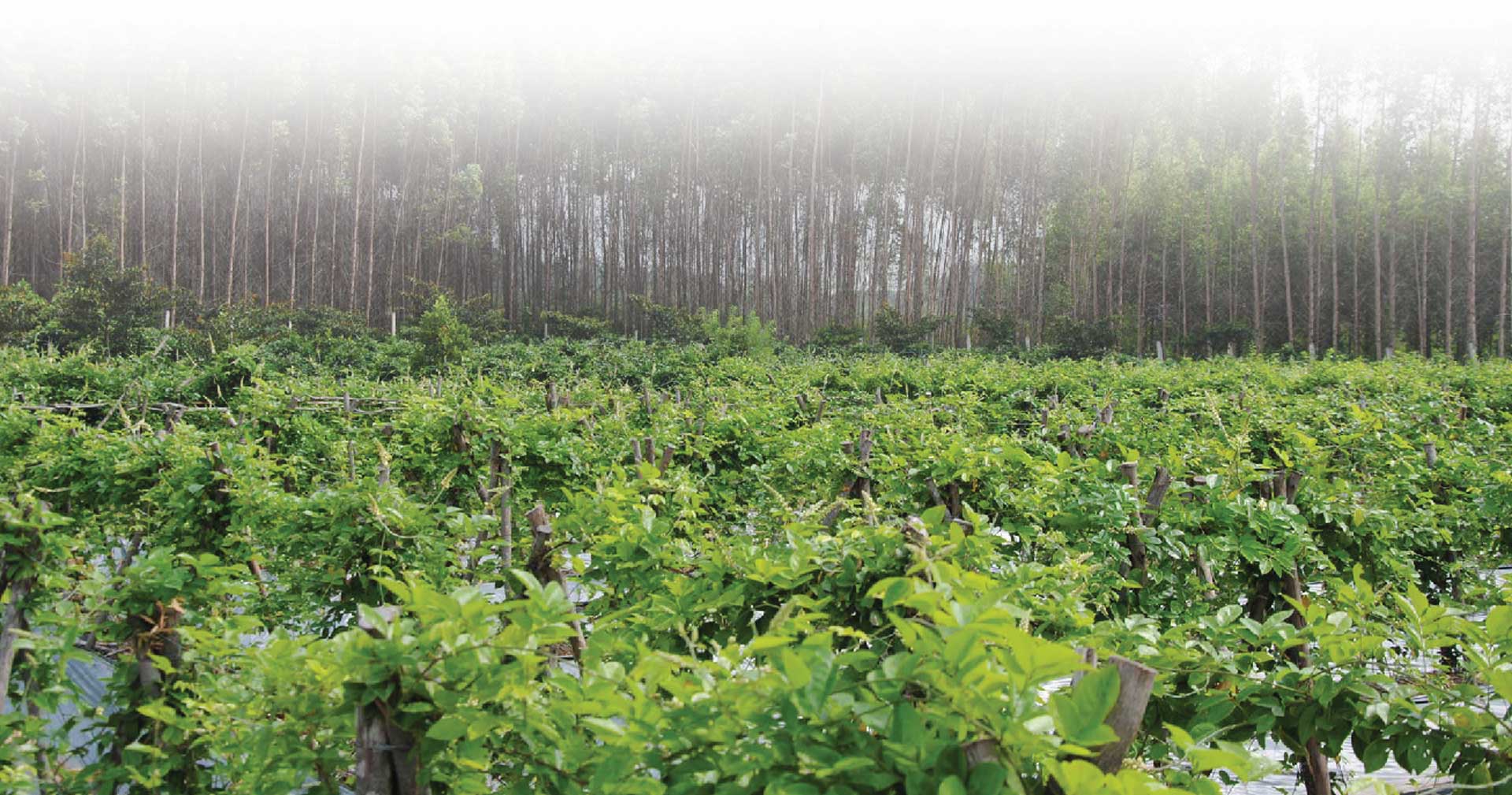 sâm nam núi dành, báu vật núi dành, sâm nam núi dành chỉ dẫn địa lý, bảo hộ sâm nam núi dành, sâm tân yên sâm nam núi dành, báu vật núi dành, sâm nam núi dành chỉ dẫn địa lý, bảo hộ sâm nam núi dành, sâm tân yên