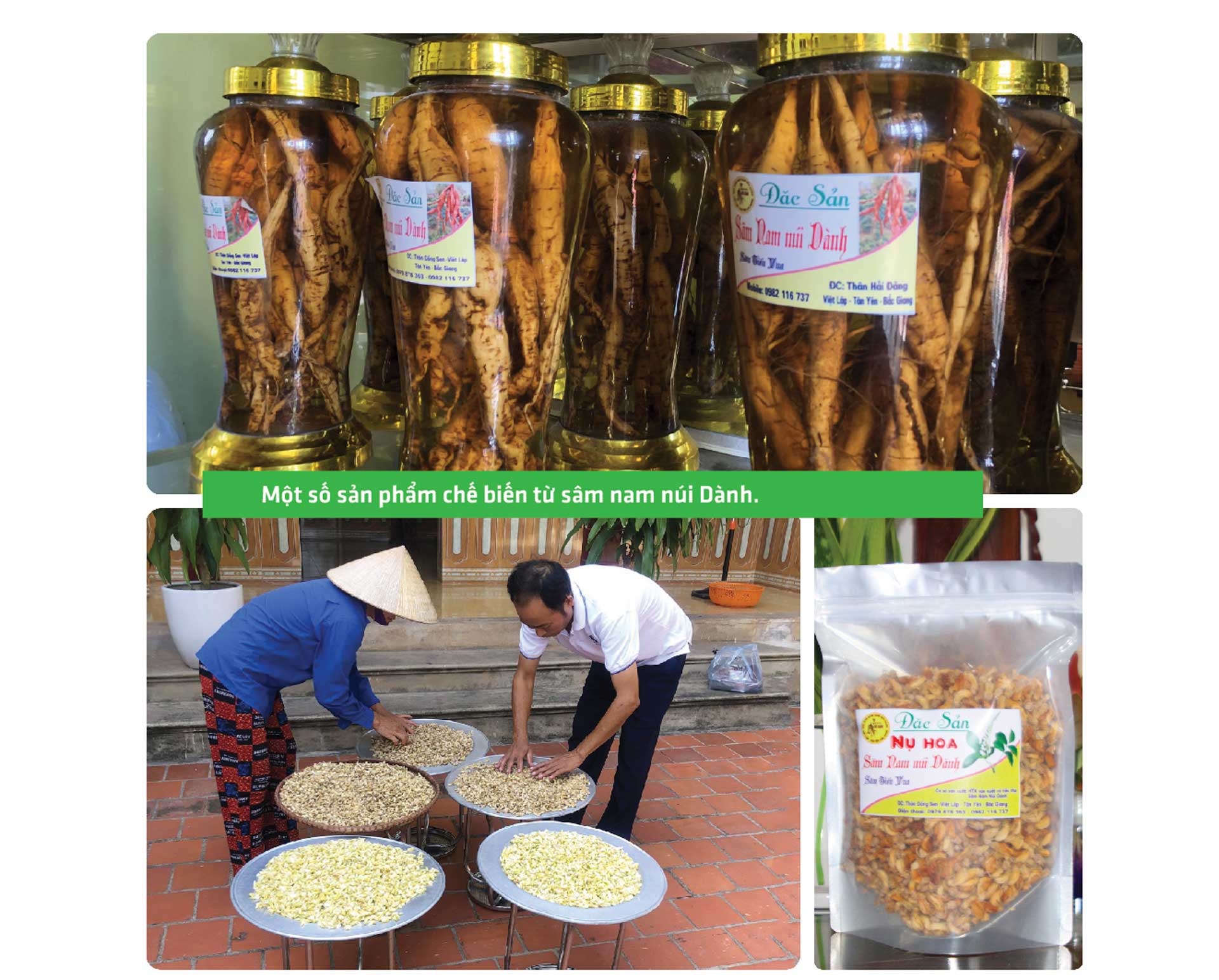 sâm nam núi dành, báu vật núi dành, sâm nam núi dành chỉ dẫn địa lý, bảo hộ sâm nam núi dành, sâm tân yên sâm nam núi dành, báu vật núi dành, sâm nam núi dành chỉ dẫn địa lý, bảo hộ sâm nam núi dành, sâm tân yên