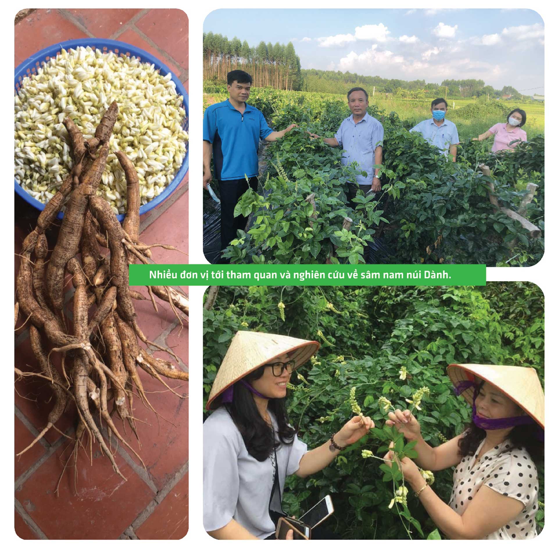 sâm nam núi dành, báu vật núi dành, sâm nam núi dành chỉ dẫn địa lý, bảo hộ sâm nam núi dành, sâm tân yên sâm nam núi dành, báu vật núi dành, sâm nam núi dành chỉ dẫn địa lý, bảo hộ sâm nam núi dành, sâm tân yên