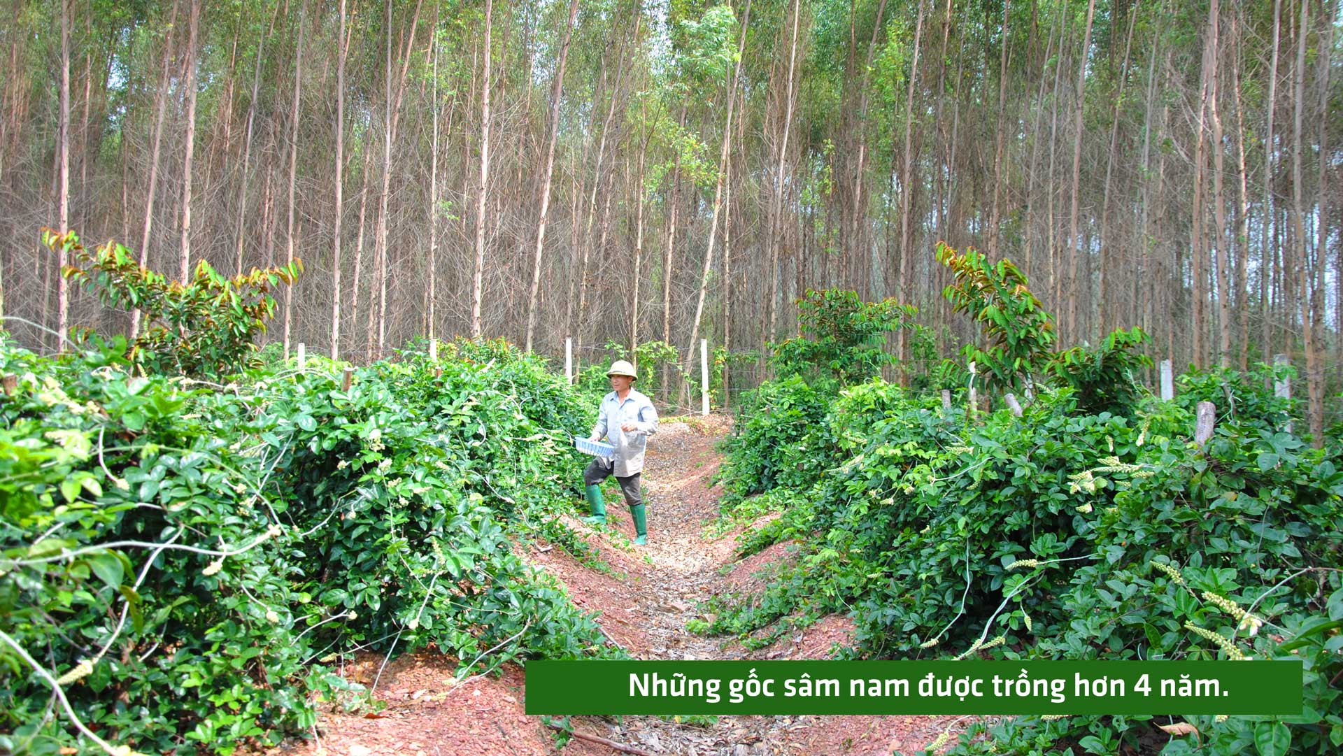 sâm nam núi dành, báu vật núi dành, sâm nam núi dành chỉ dẫn địa lý, bảo hộ sâm nam núi dành, sâm tân yên sâm nam núi dành, báu vật núi dành, sâm nam núi dành chỉ dẫn địa lý, bảo hộ sâm nam núi dành, sâm tân yên