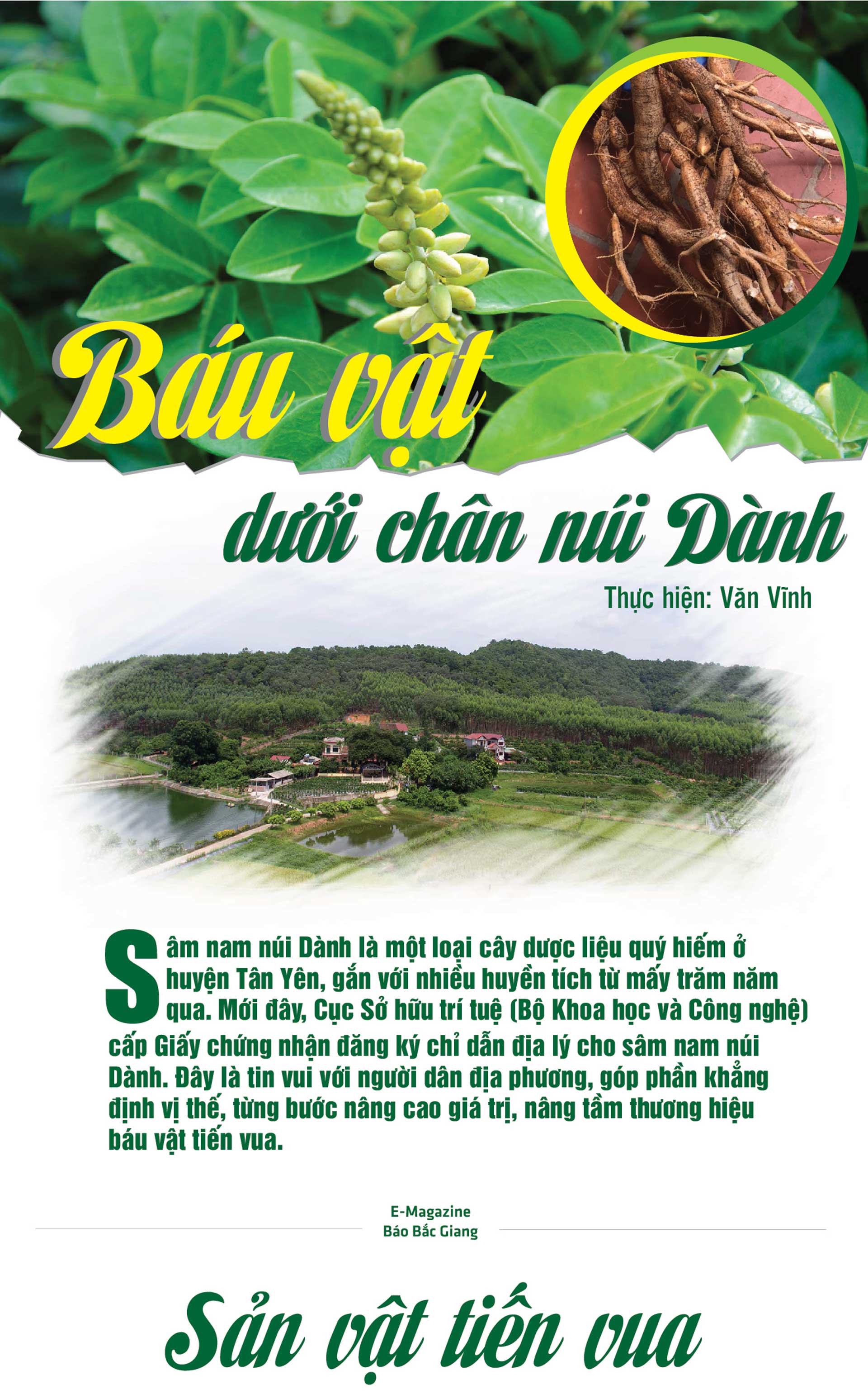 sâm nam núi dành, báu vật núi dành, sâm nam núi dành chỉ dẫn địa lý, bảo hộ sâm nam núi dành, sâm tân yên sâm nam núi dành, báu vật núi dành, sâm nam núi dành chỉ dẫn địa lý, bảo hộ sâm nam núi dành, sâm tân yên