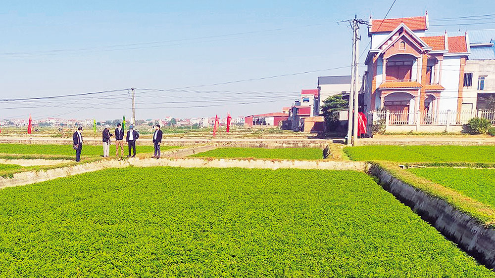 Mở luồng xanh cho rau cần Hoàng Lương vươn xa