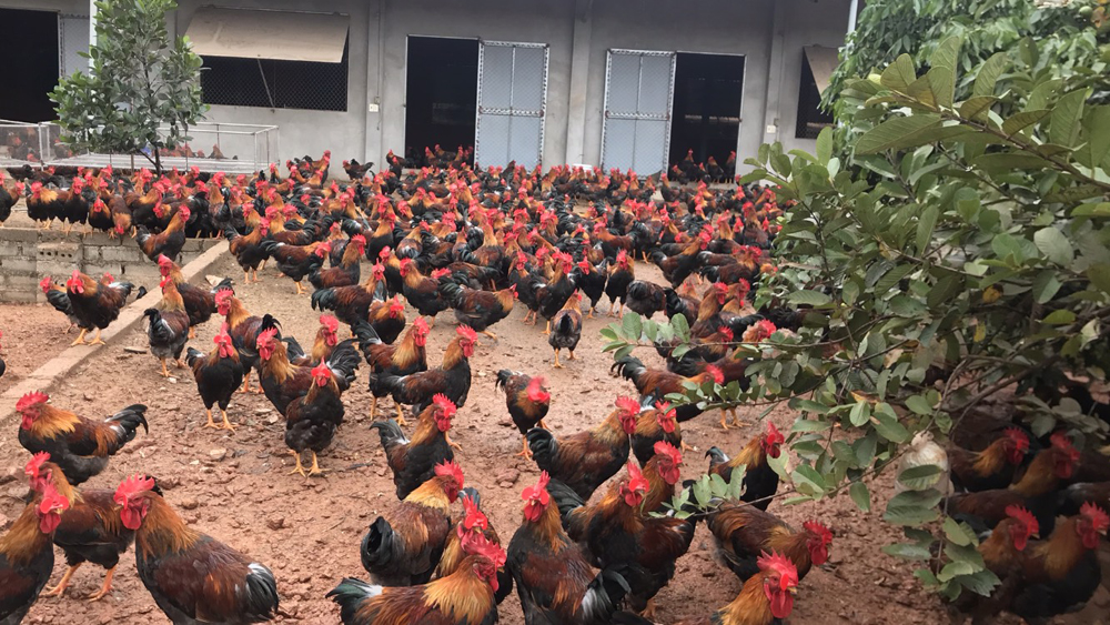Gà đồi Yên Thế tiêu thụ thuận lợi, giá tăng