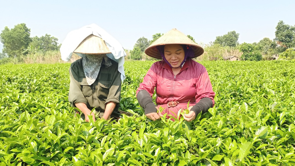 Sơn Động : Xây dựng sản phẩm  đặc trưng chè Bát Tiên