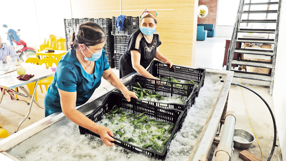 Nông sản an toàn: Rộng đầu ra, tăng giá trị