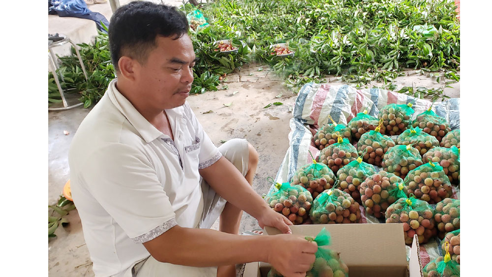 Vải thiều Lục Ngạn đủ tiêu chuẩn xuất khẩu, đáp ứng yêu cầu các thị trường