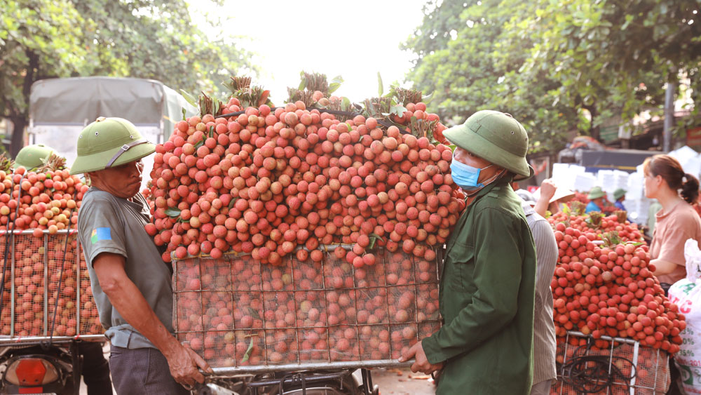 “Sức nóng” mùa vải chín