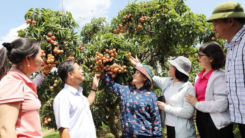 Gần 30 nghìn du khách đến Lục Ngạn tham quan, trải nghiệm mùa vải chín