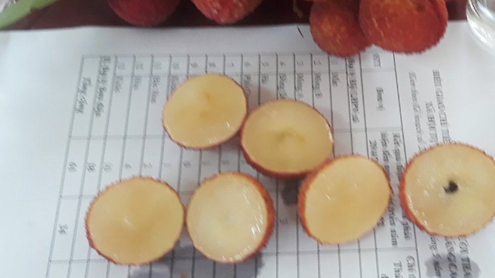 Bắc Giang: Sản xuất thành công vải thiều không hạt
