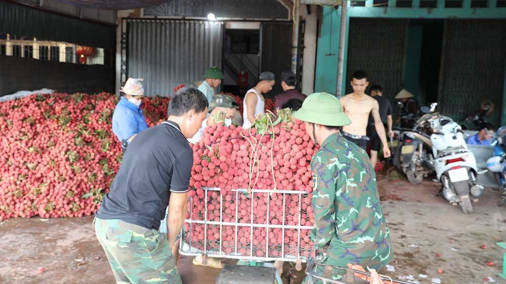 Bắc Giang: Tiêu thụ hơn 120 nghìn tấn vải thiều thuận lợi, giá cao