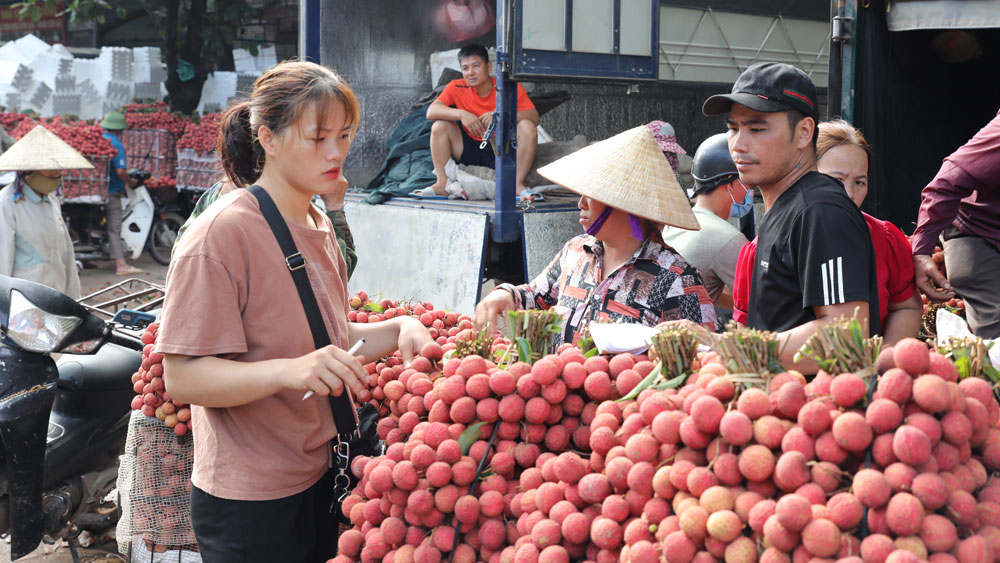 Cửa khẩu Kim Thành (Lào Cai) mở cửa trở lại, vải thiều tiêu thụ thuận lợi