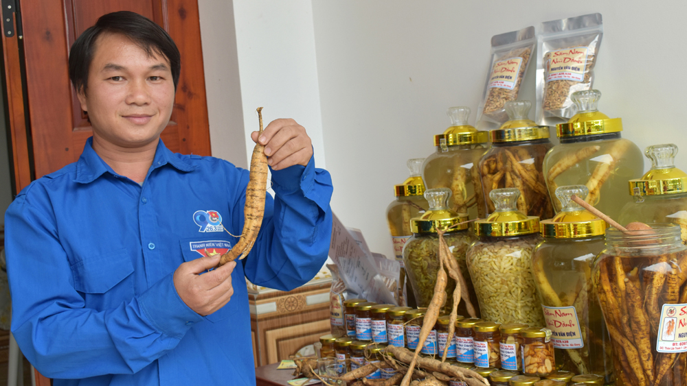 Khởi nghiệp với sâm Nam núi Dành