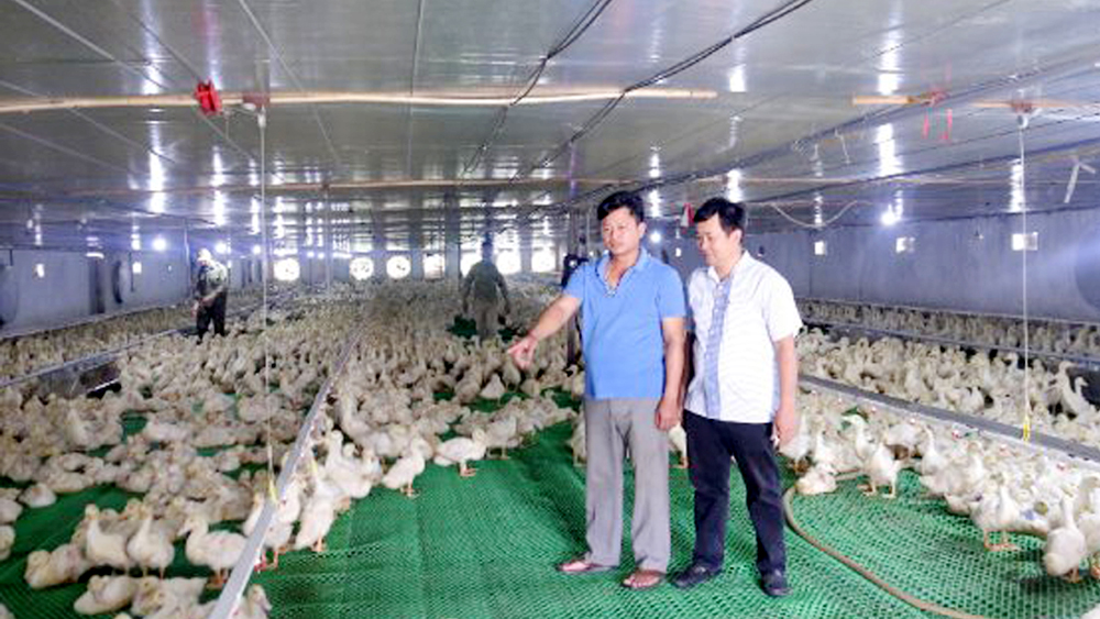 Nuôi vịt nghe nhạc, nông dân thu tiền tỷ