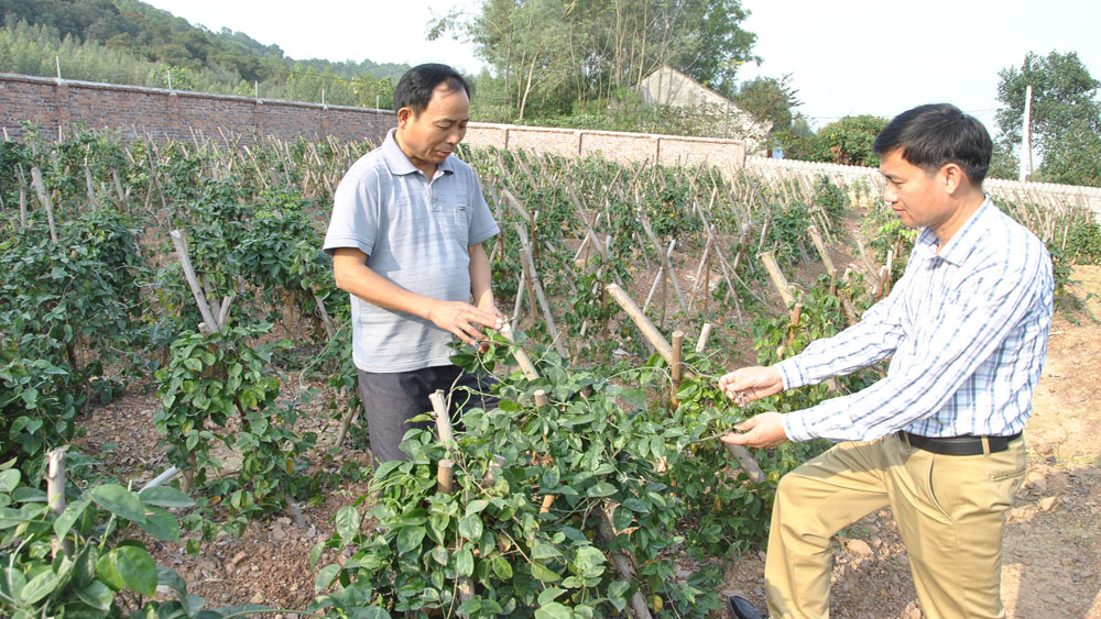 Cơ hội phát triển của sâm núi Dành