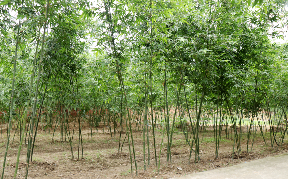 {keywords} {keywords}