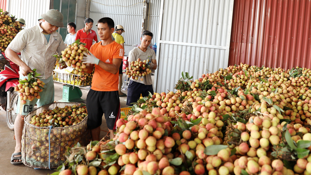 Tân Yên: Xây dựng thương hiệu, nâng giá trị nông sản