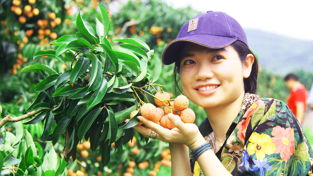 Về Bắc Giang ngắm những vườn vải đẹp như trong tranh