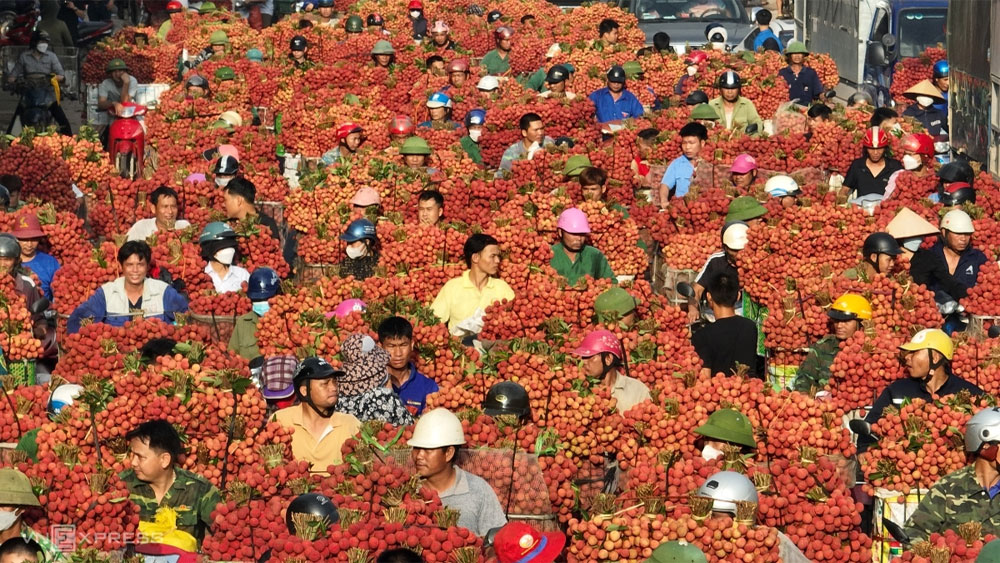 Thủ phủ vải thiều: Phố phường nhuộm chín trái vải