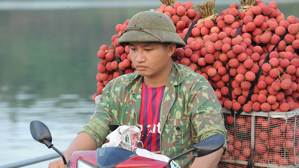 Chung tay tiêu thụ vải thiều