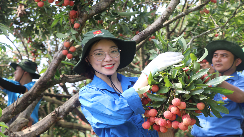 Màu xanh tình nguyện trên vùng vải thiều