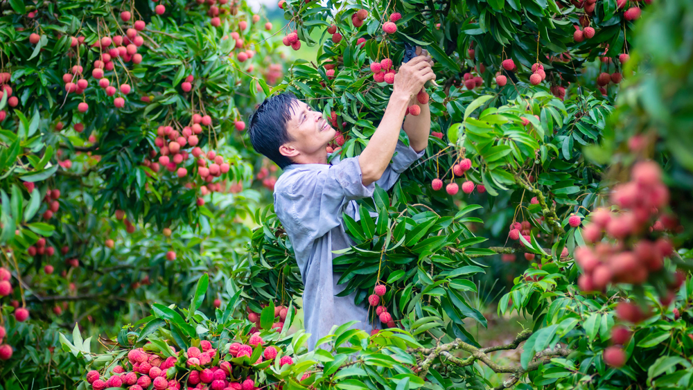 Mùa vải thiều năm 2023: Tiêu thụ nội địa và xuất khẩu đều thuận lợi