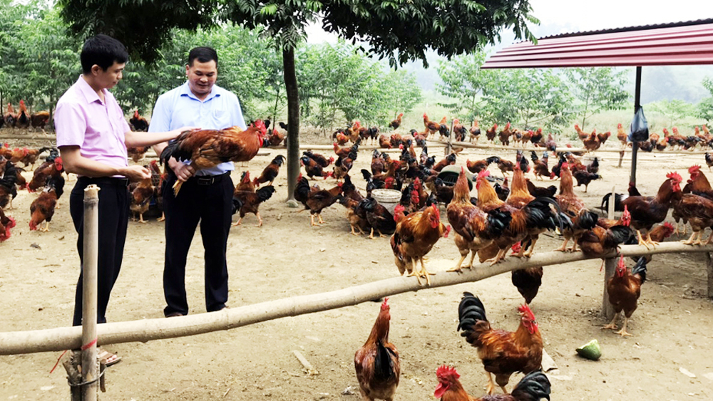 Chăn nuôi gà đồi an toàn dịch bệnh: Nâng giá trị thương hiệu