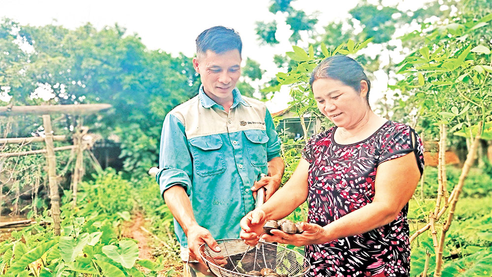 Khởi nghiệp từ nuôi ốc nhồi