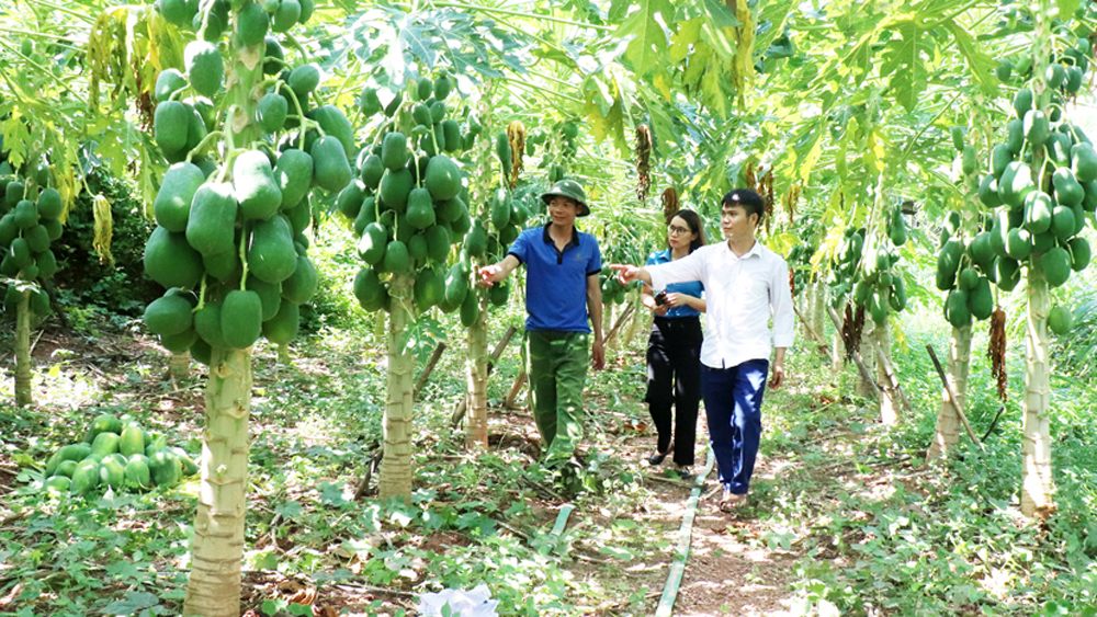 Sử dụng hiệu quả vốn vay ưu đãi